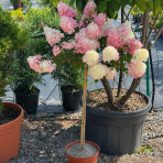 Hortenzia metlinatá (Hydrangea paniculata) ´VANILLE FRAISE´® - výška 120-140 cm, kont. C5L - NA KMIENKU